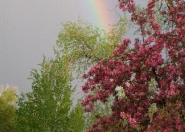 Rainbow in Trees