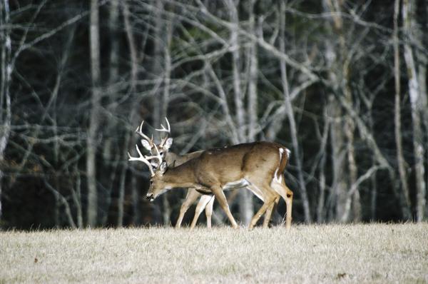 Deer in Cades Cove 8 miles from Scenic Motel
