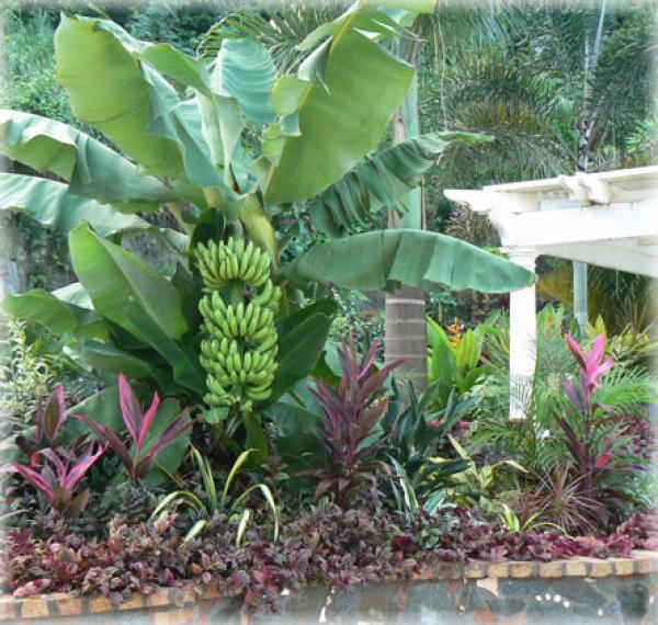 Bananas grow in native stone planter
