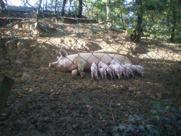 Miss Piggy with piglets