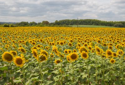 Field of Sunflowers in the Dordogne