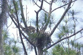 Nesting bird life