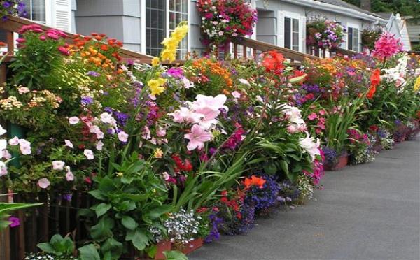 Award Winning Flowers Cover the property