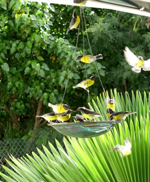 Bananaquits attracted to the verandah feeder