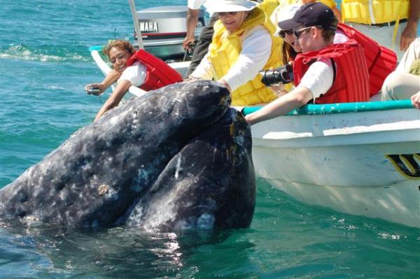 Whale watching?  How about a little patting?