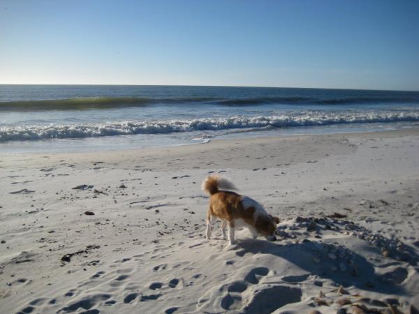 Here's Our Buffy on The Beach in Front