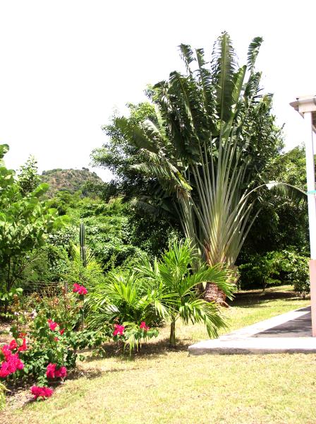 Mature plams in Shell Villa's garden