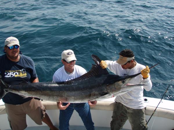 Marlin Fishing - fantastic - caught and released