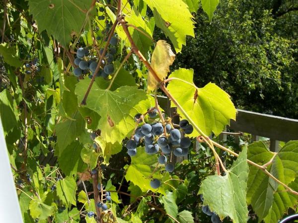 You Are In Wine Country, Wild Grapes 