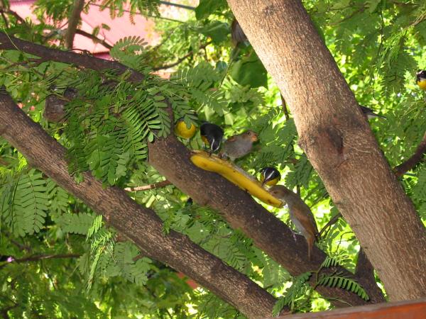 Birds eating bananas