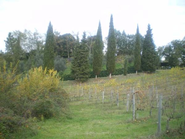 View of western vineyard from Property