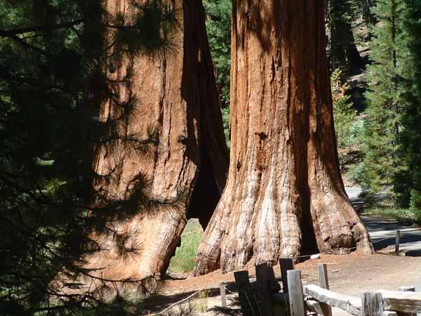 Giant sequoias - 10 minute drive from home