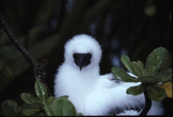 Baby Blue Footed Booby