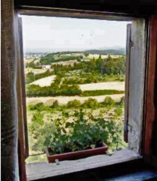 Olive Trees and Hayfields from Piccionaia Windows