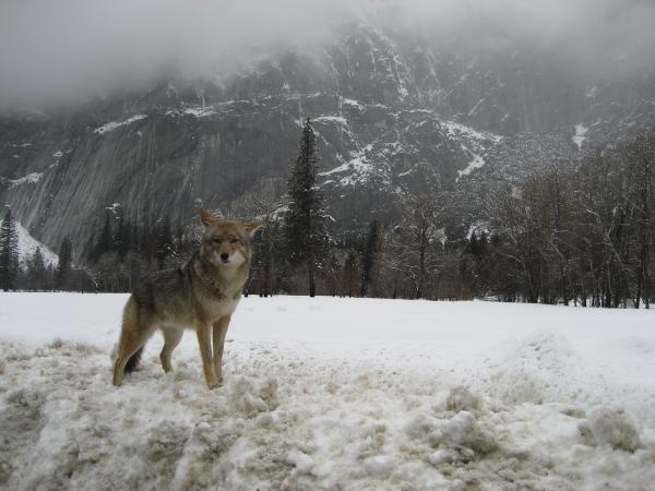 Inquisitive coyote in winter in Yosemite Valley