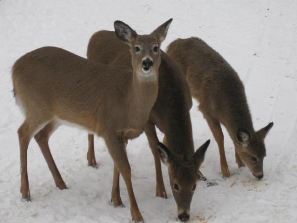 Deer in Our Parking Lot in Winter