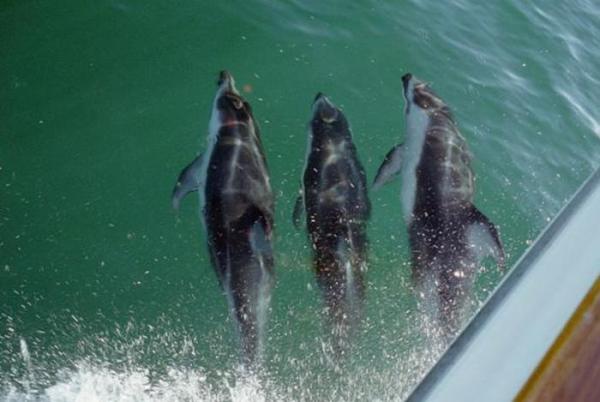 Out Fishing with the Dolphins