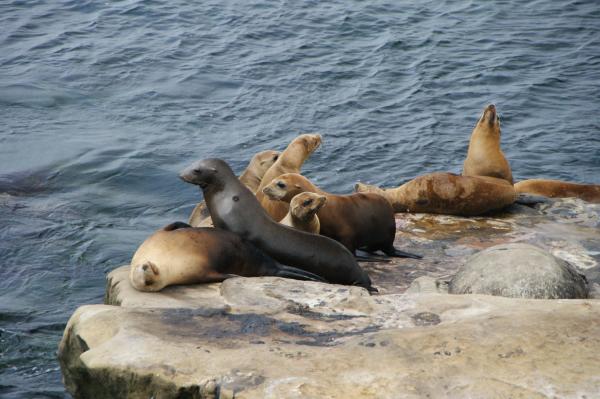 Seal party at the Cove
