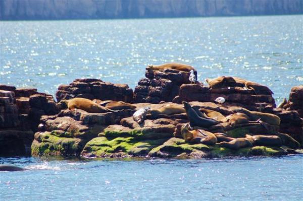Los Islotes de Lions.- Swim/snorkel with sea lions