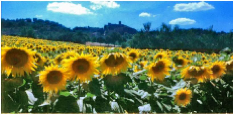 Sunflowers with Anghiari walled City on Skyline