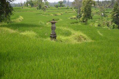 Rice field Views