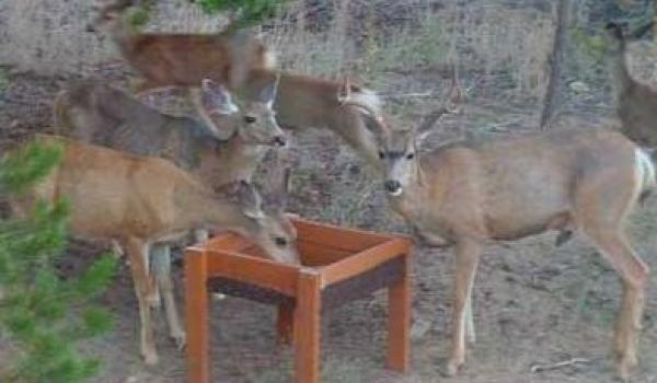Lots of wild life right in your own backyard!
