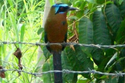 Frequent visitor