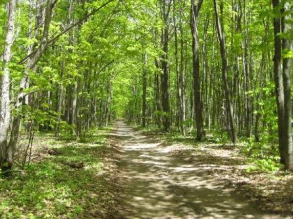 Driveway in Spring