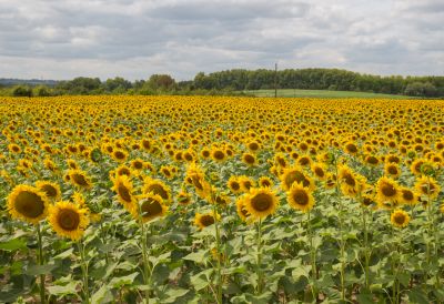 Field of Sunflowers in the Dordogne