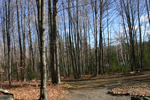 East Forest on property