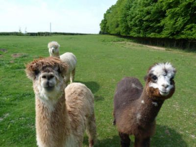 Curious Alpacas at the farm