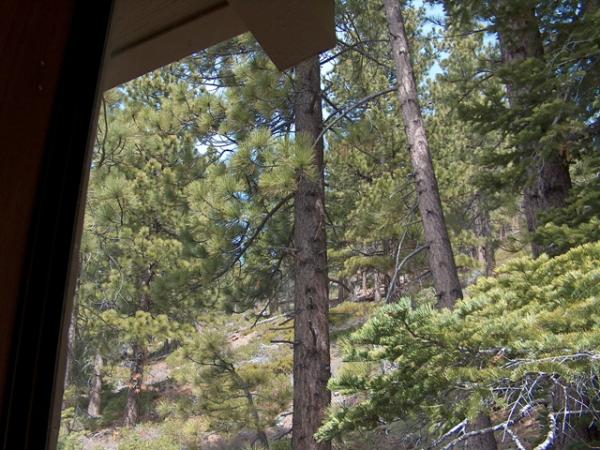 Forest View