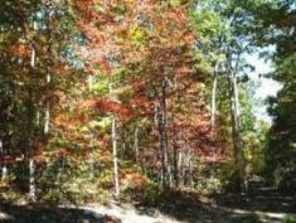 Forest View