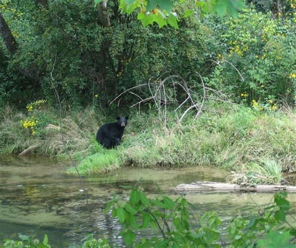 Bear