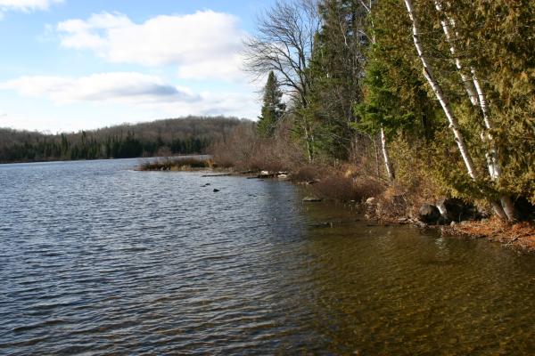 shallow entry and natural shoreline of our cottage