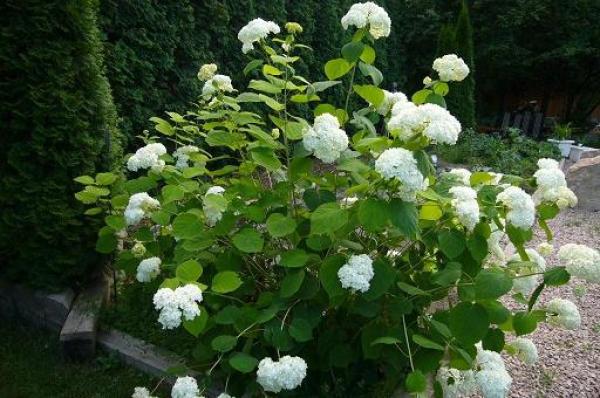 Blooms