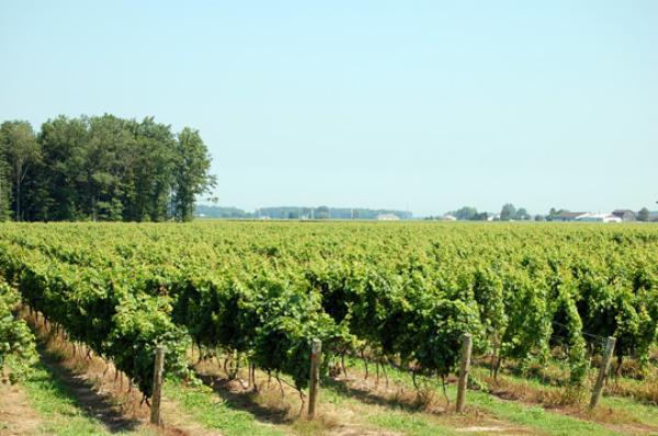 Vineyards