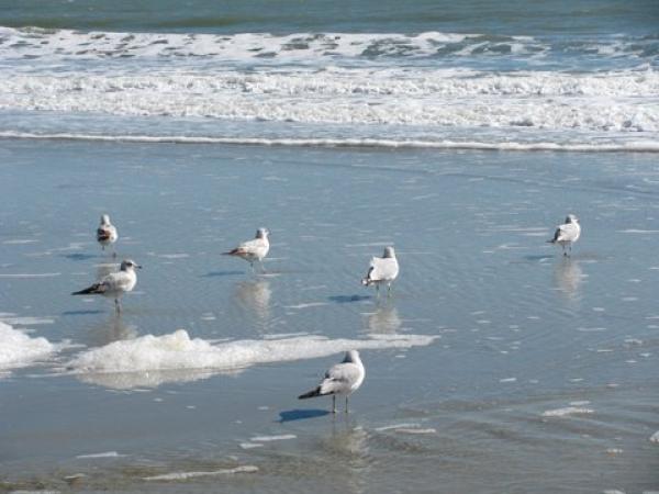 Birds Watching