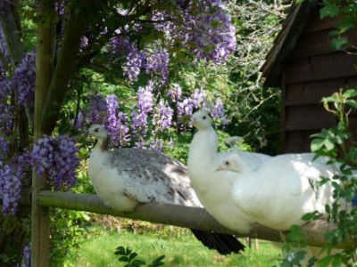 Resident peacocks at the farm
