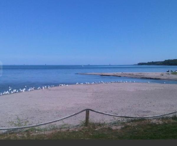 Birds on Beach