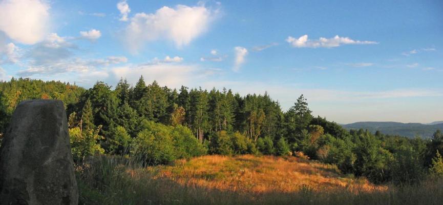 Forest View