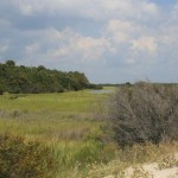 Marshy Areas