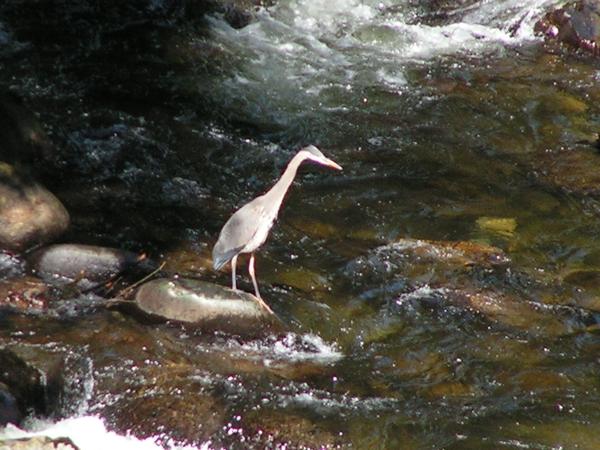 BC's wonderful wild life.