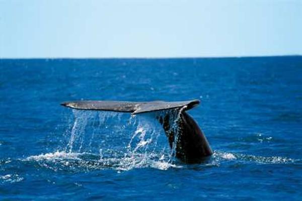 Seasonal Whale-watching