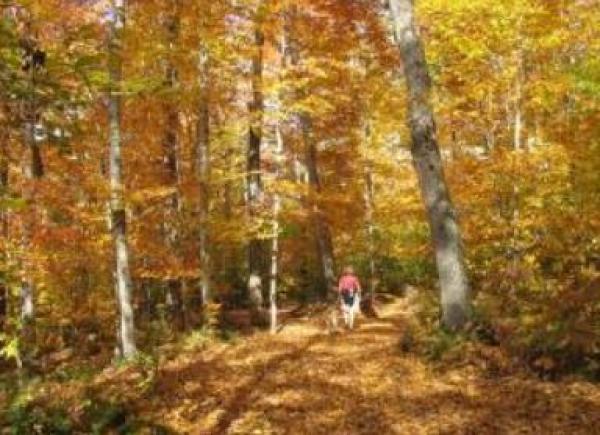 Forest Area