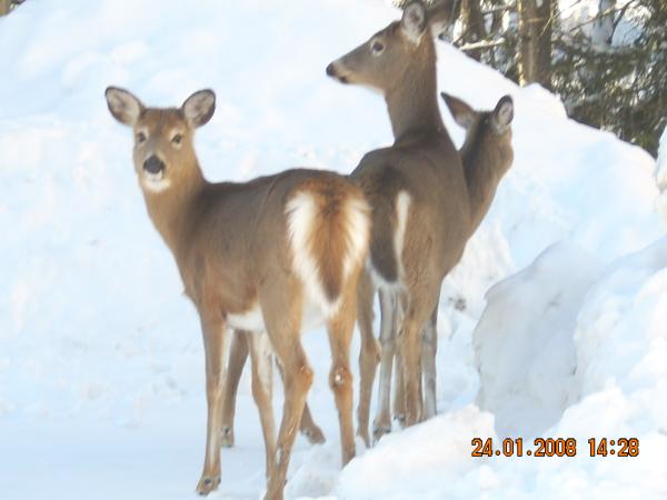 Deers