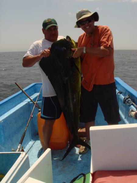 Large Bull Dorado
