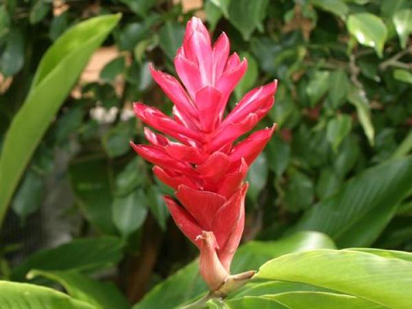 Beautiful Flower