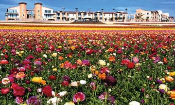 Carlsbad, California, Vacation Rental Condo
