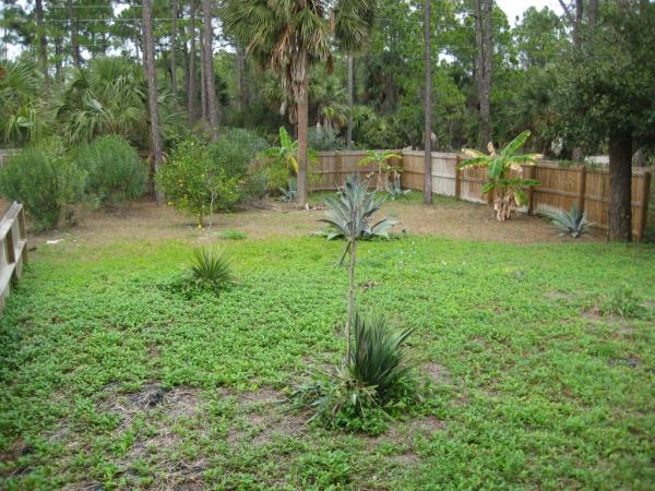 Large Backyard